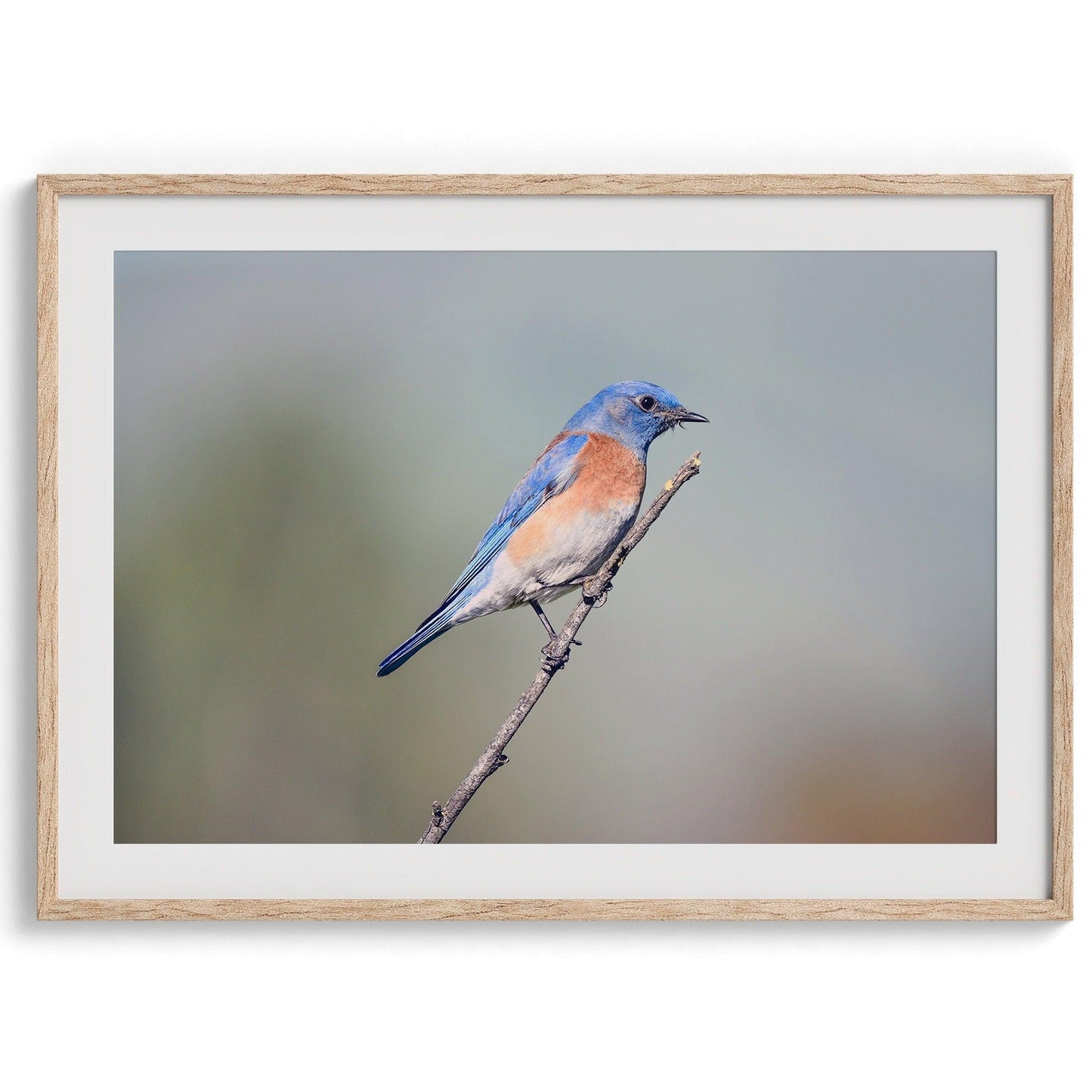 Western Blue Bird