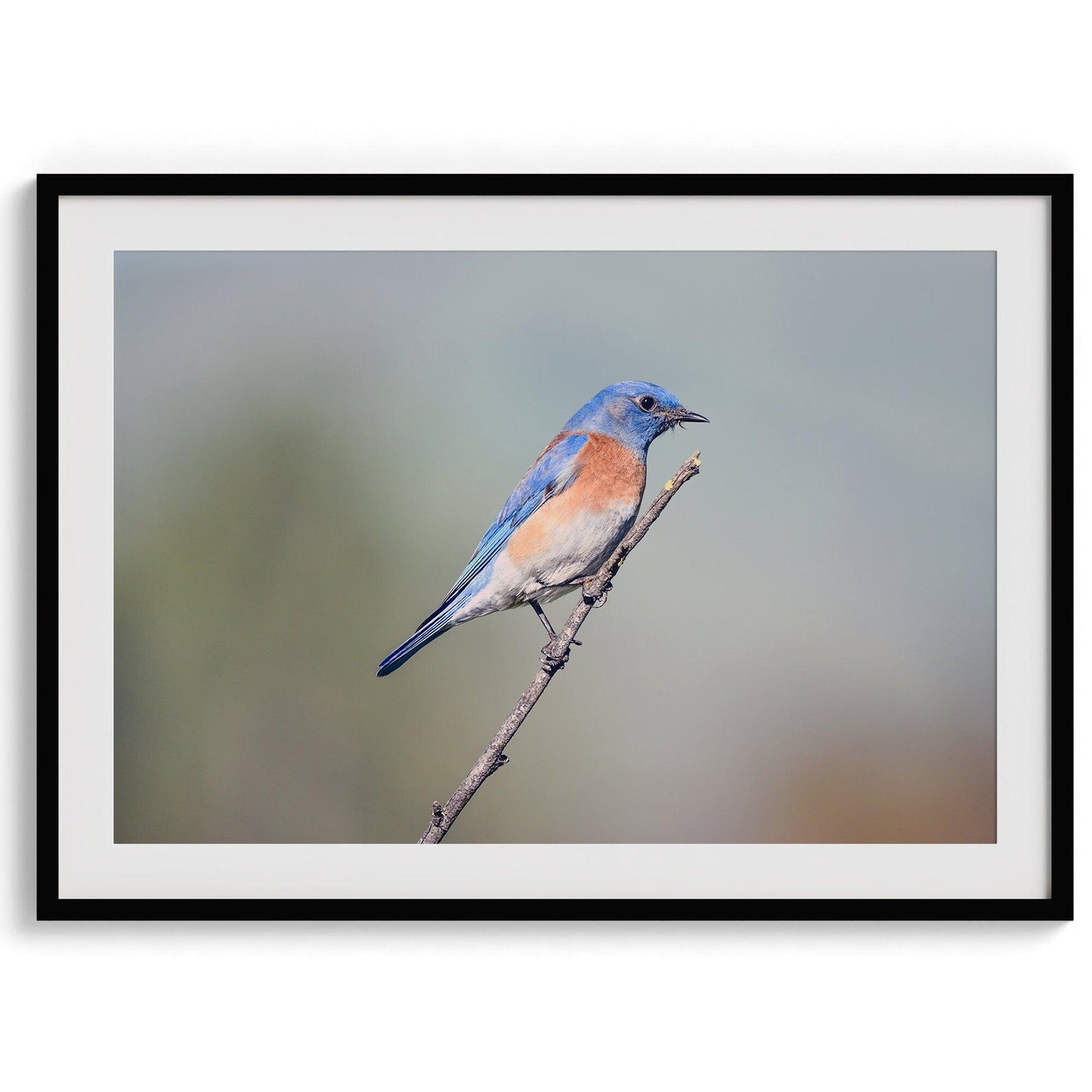 Western Blue Bird