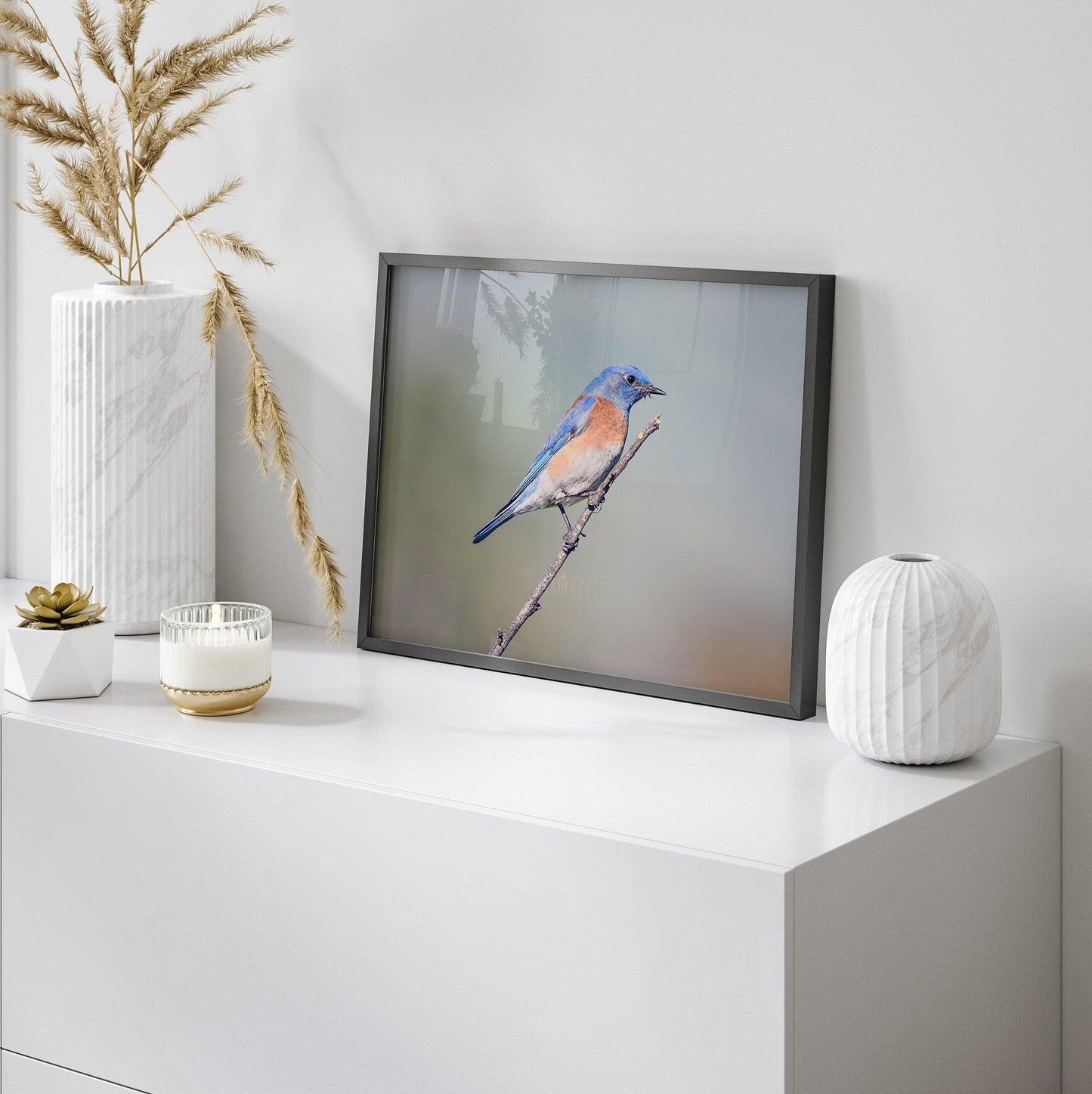 Western Blue Bird