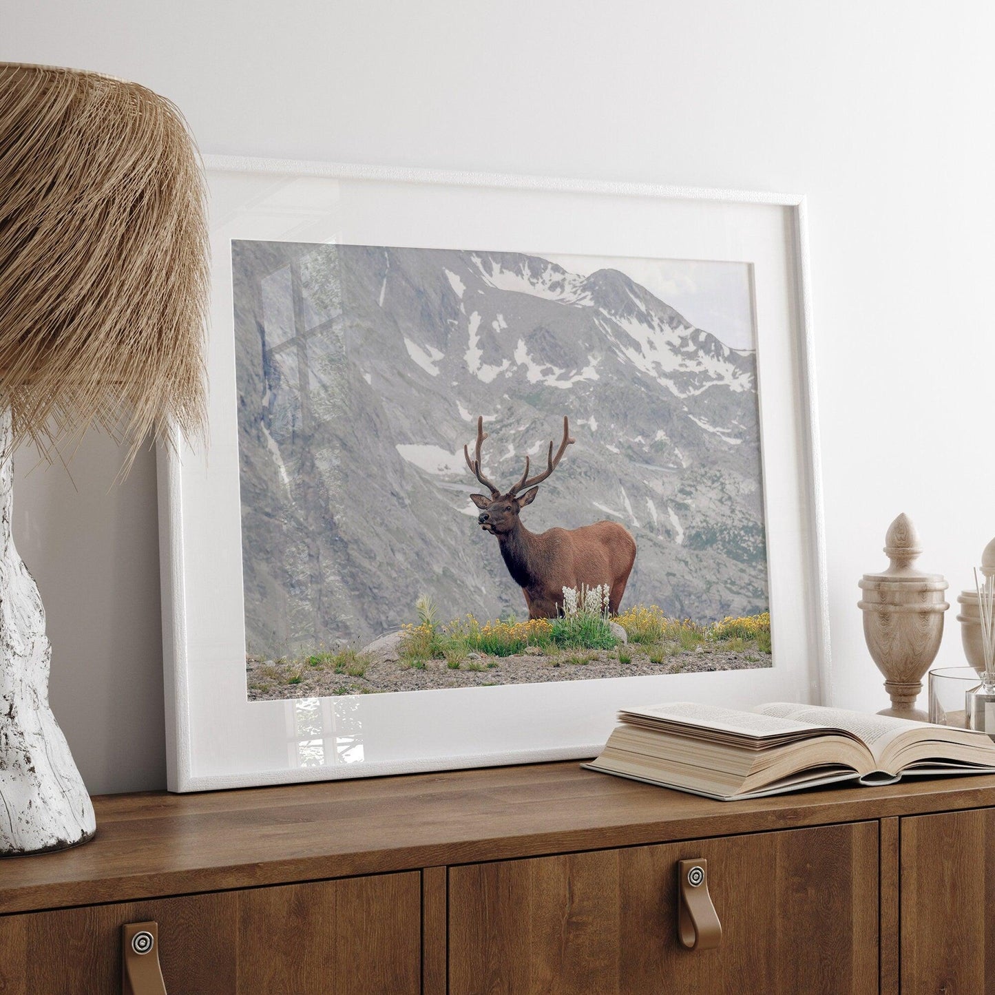 Mountain Elk