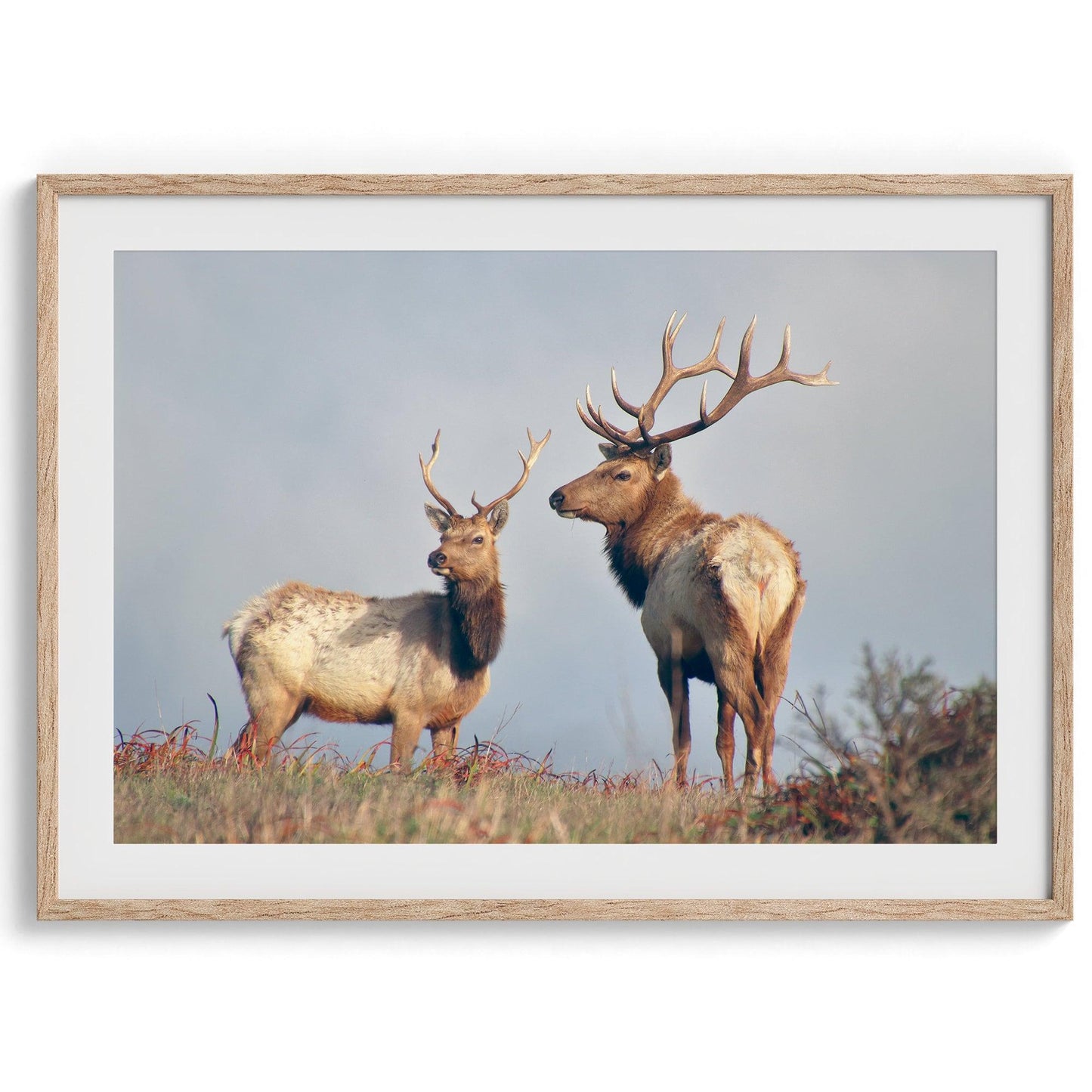 Coastal Elks