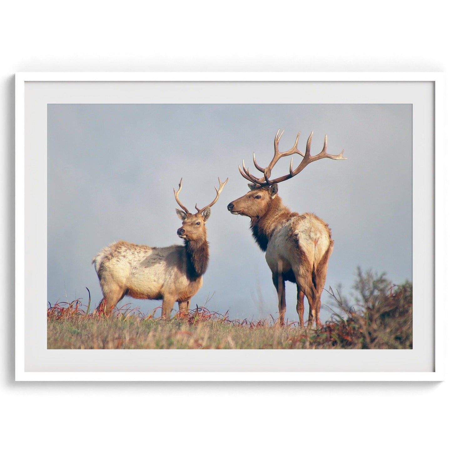 Coastal Elks