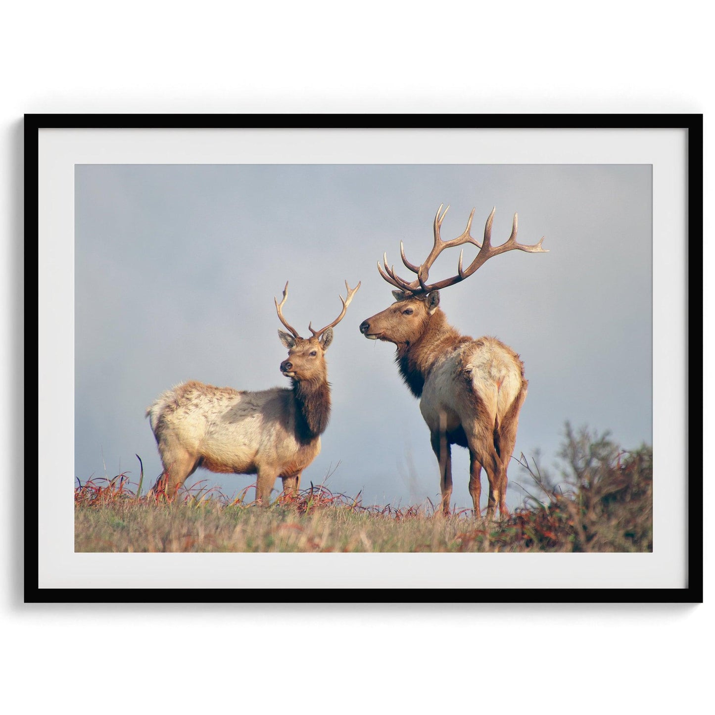 Coastal Elks
