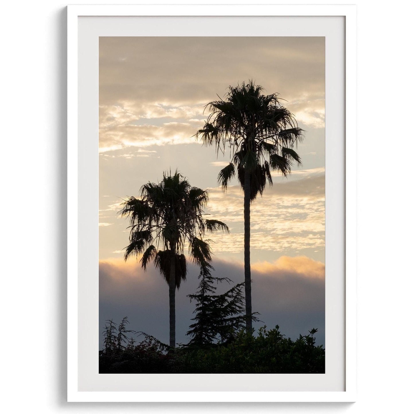 Dawn of the Palms