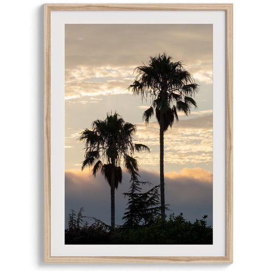 Dawn of the Palms