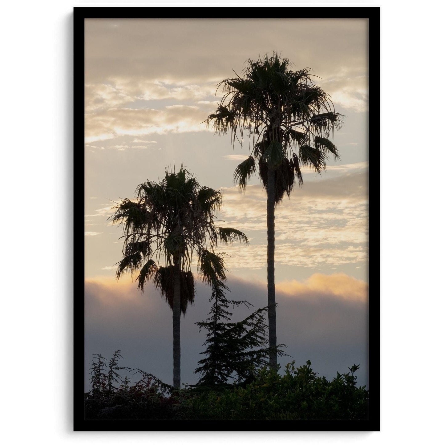 Dawn of the Palms