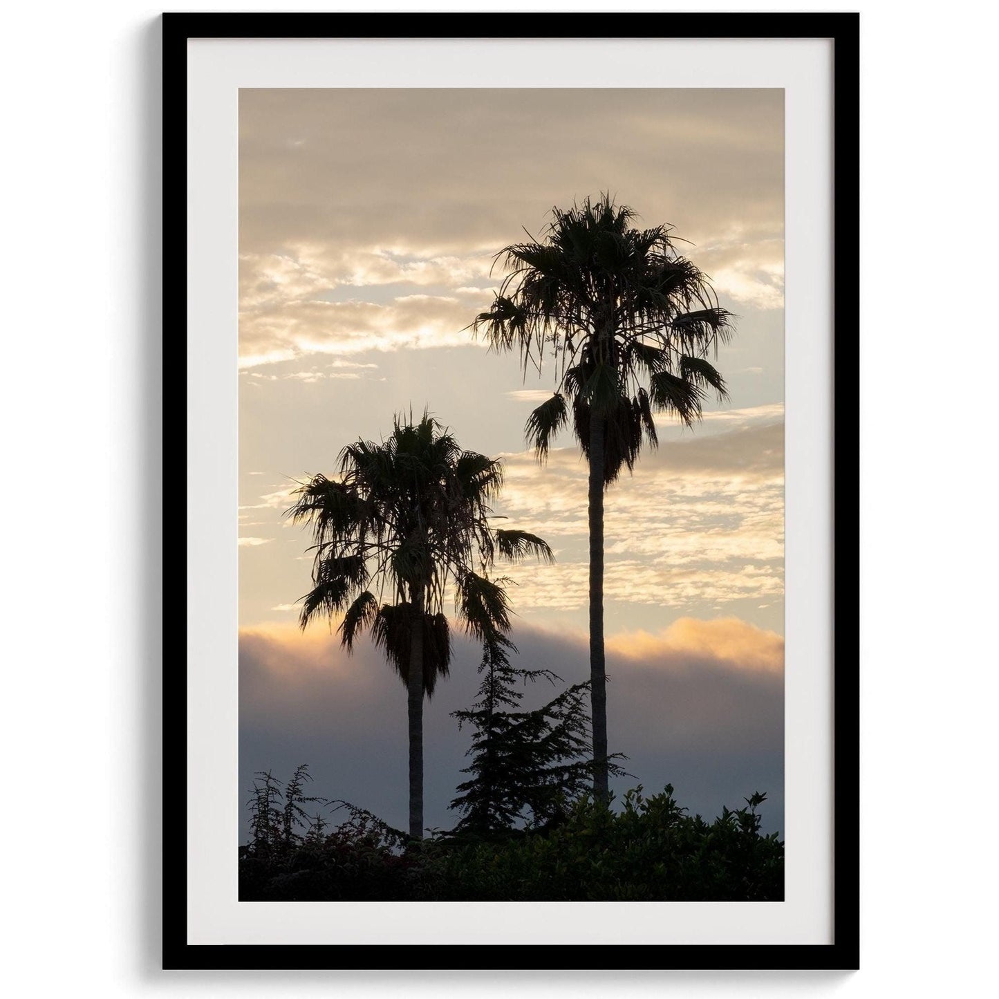 Dawn of the Palms
