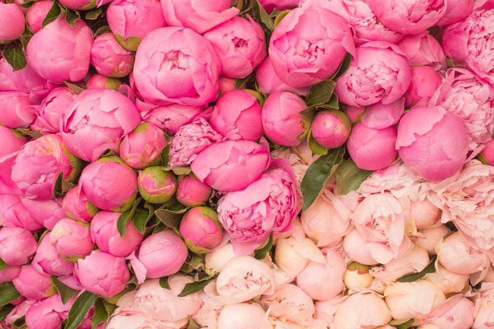 Paris Pink Peony Season