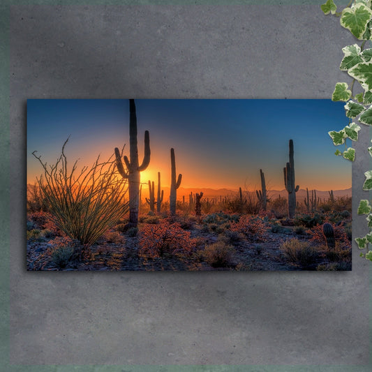 Desert landscape with cacti and shrubs during sunset.
