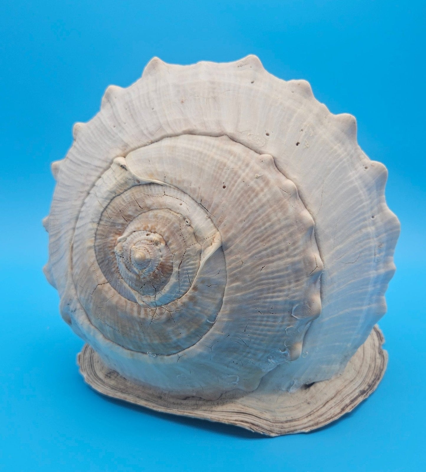 Queen Emperor Helmet Shell (Cassis Madagascariensis)