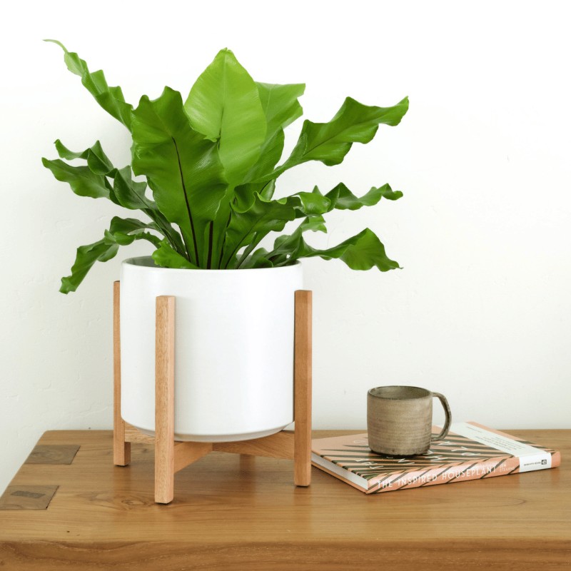 Solid Goods Ceramic Cylinder– With or Without Mahogany Stand