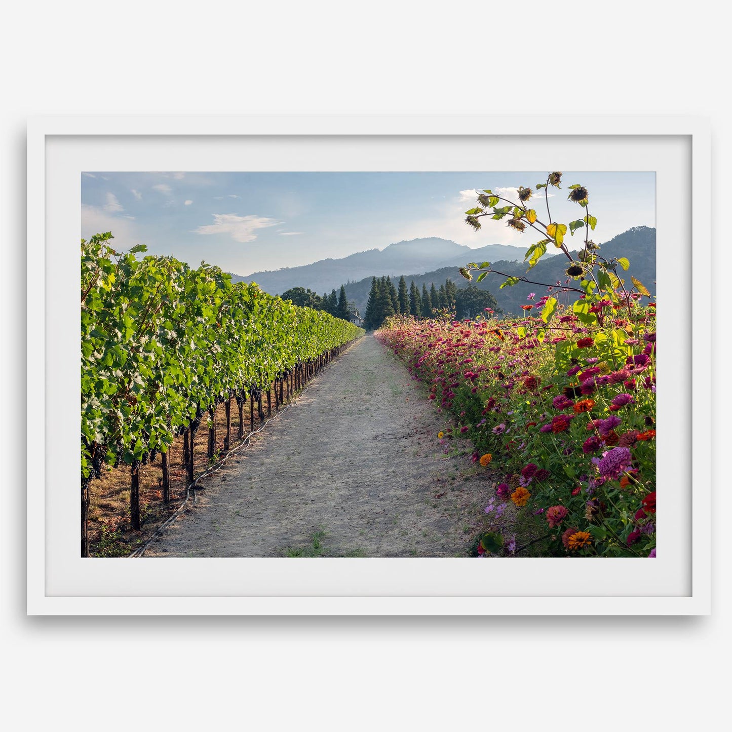 Napa Harvest Path
