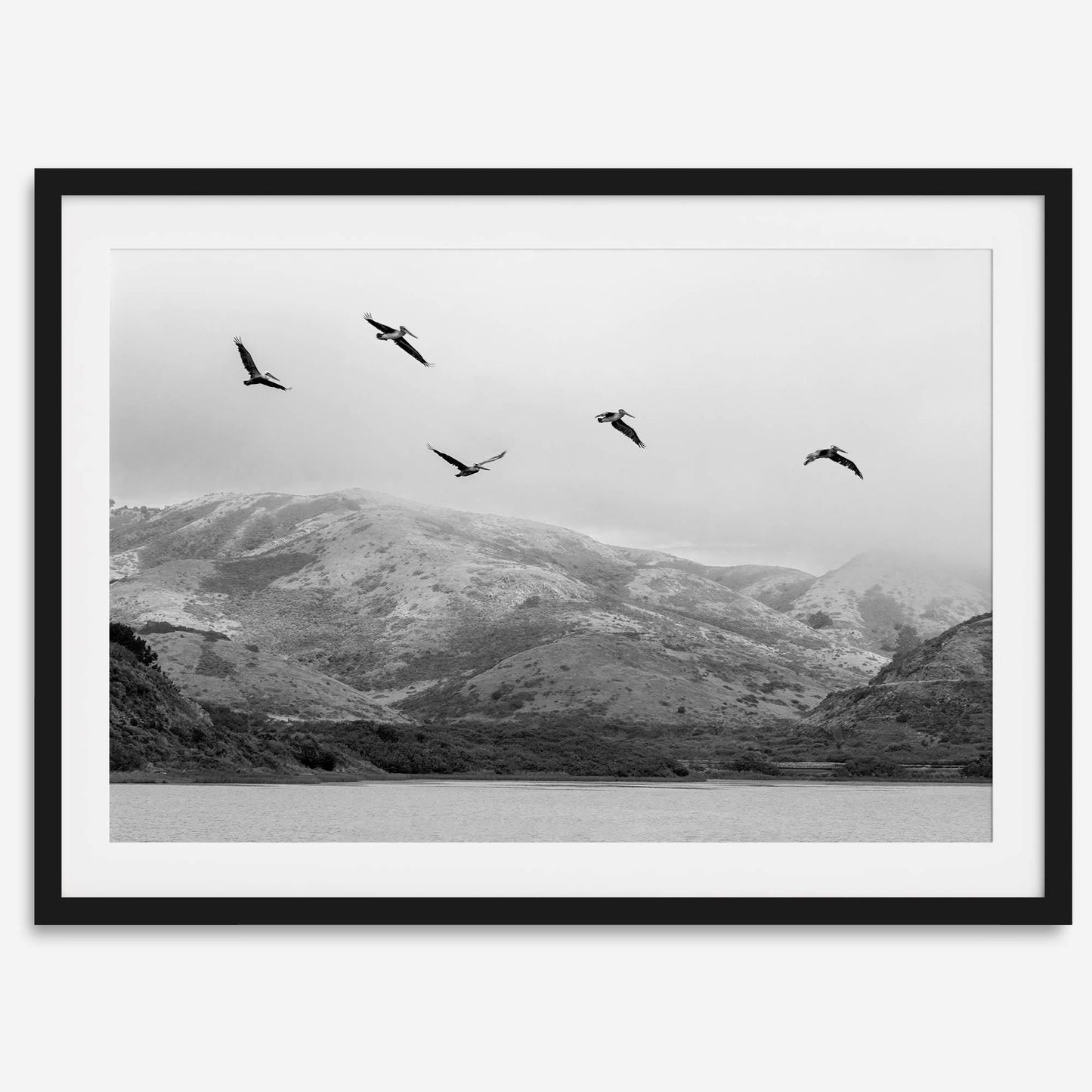 Pelicans