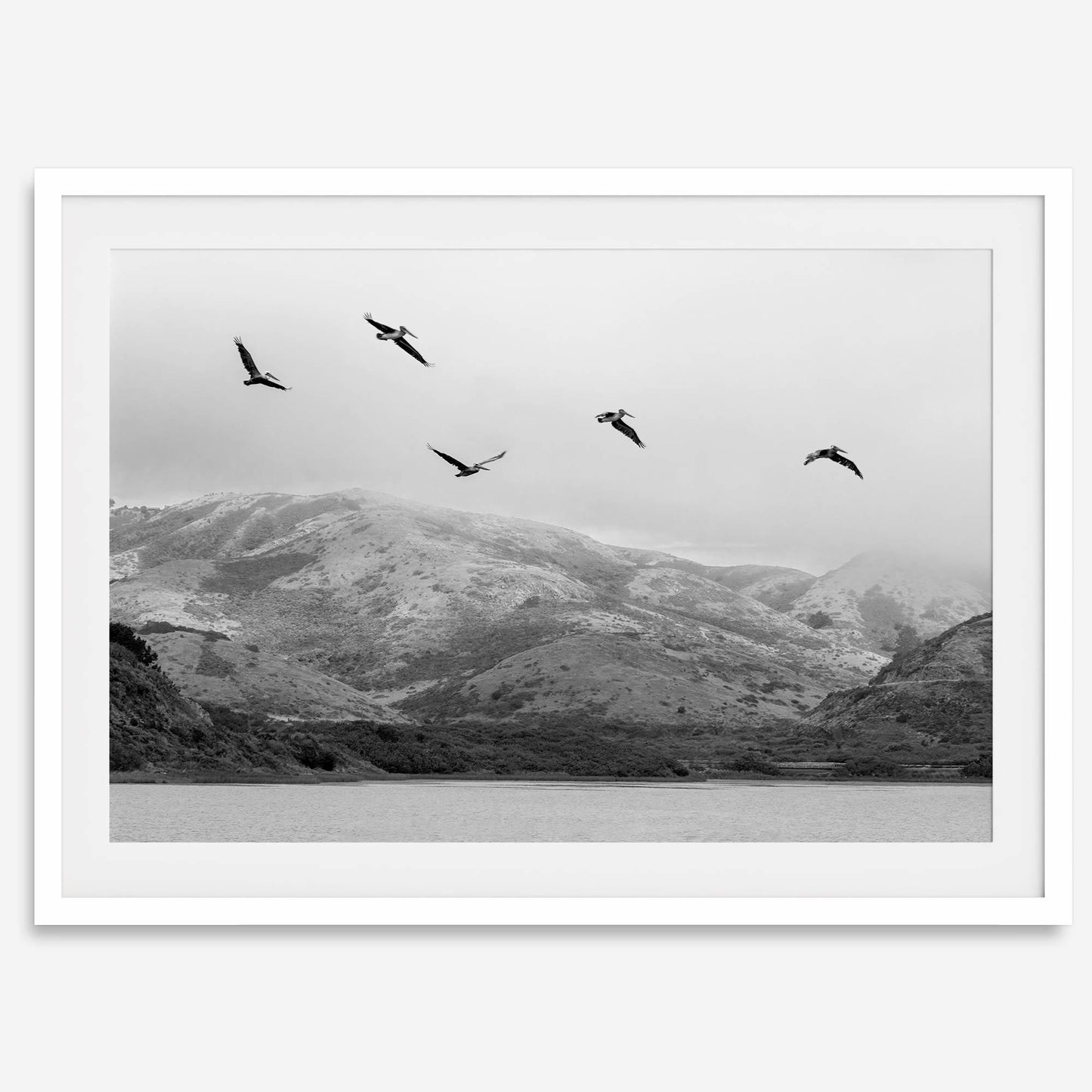 Pelicans