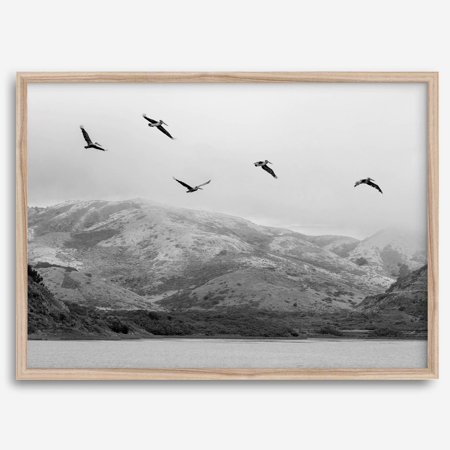 Pelicans