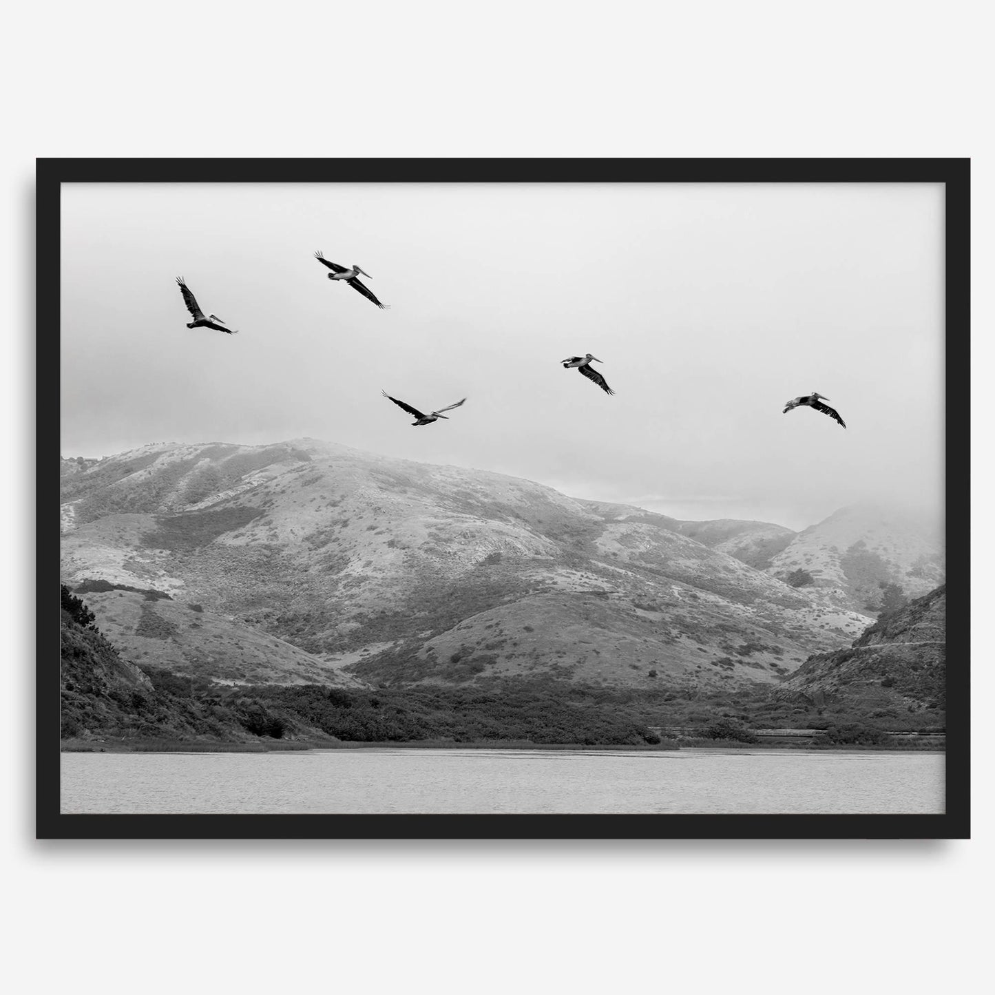 Pelicans