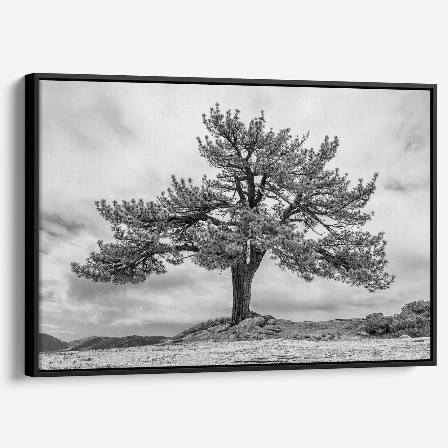 Grandfather Tree Canvas