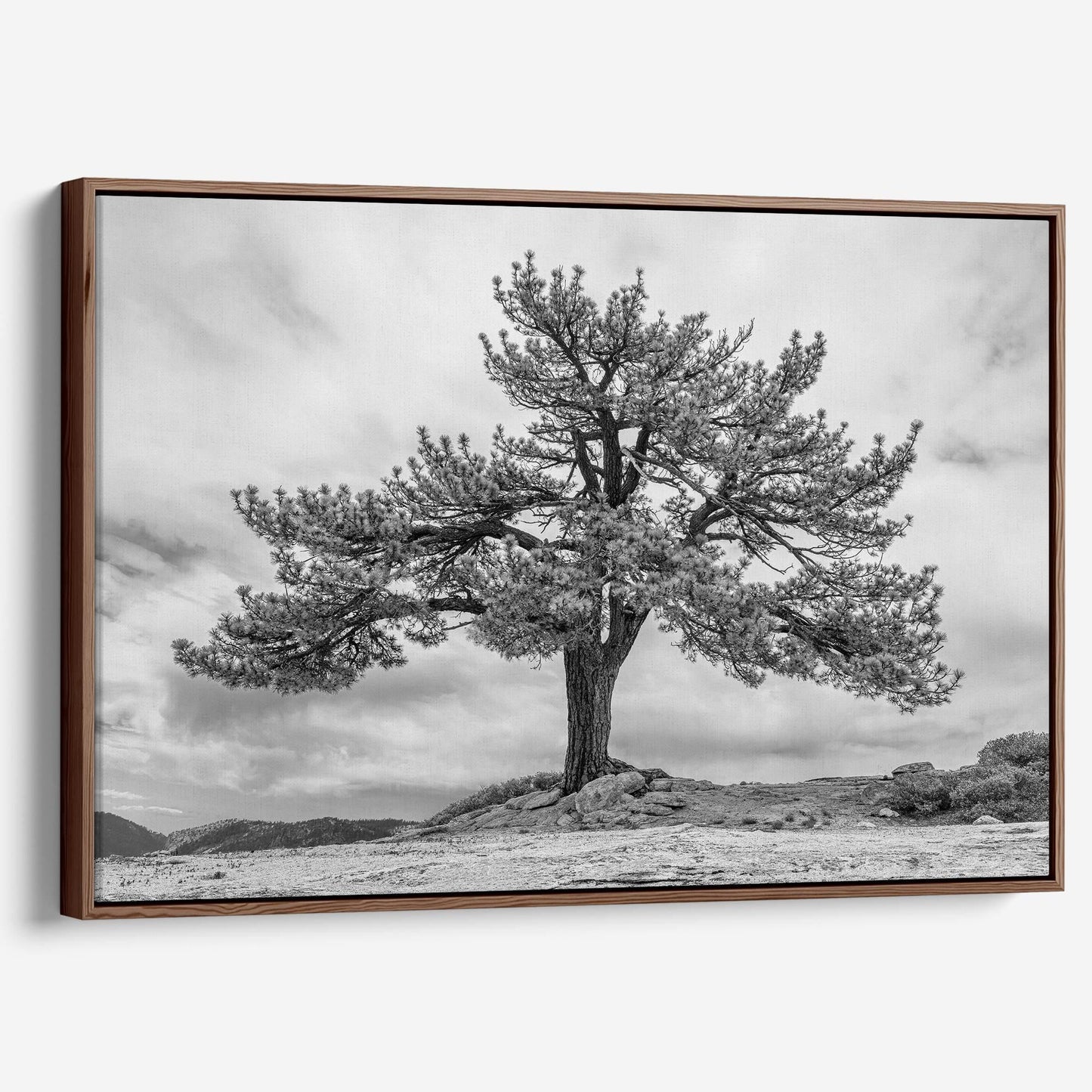Grandfather Tree Canvas