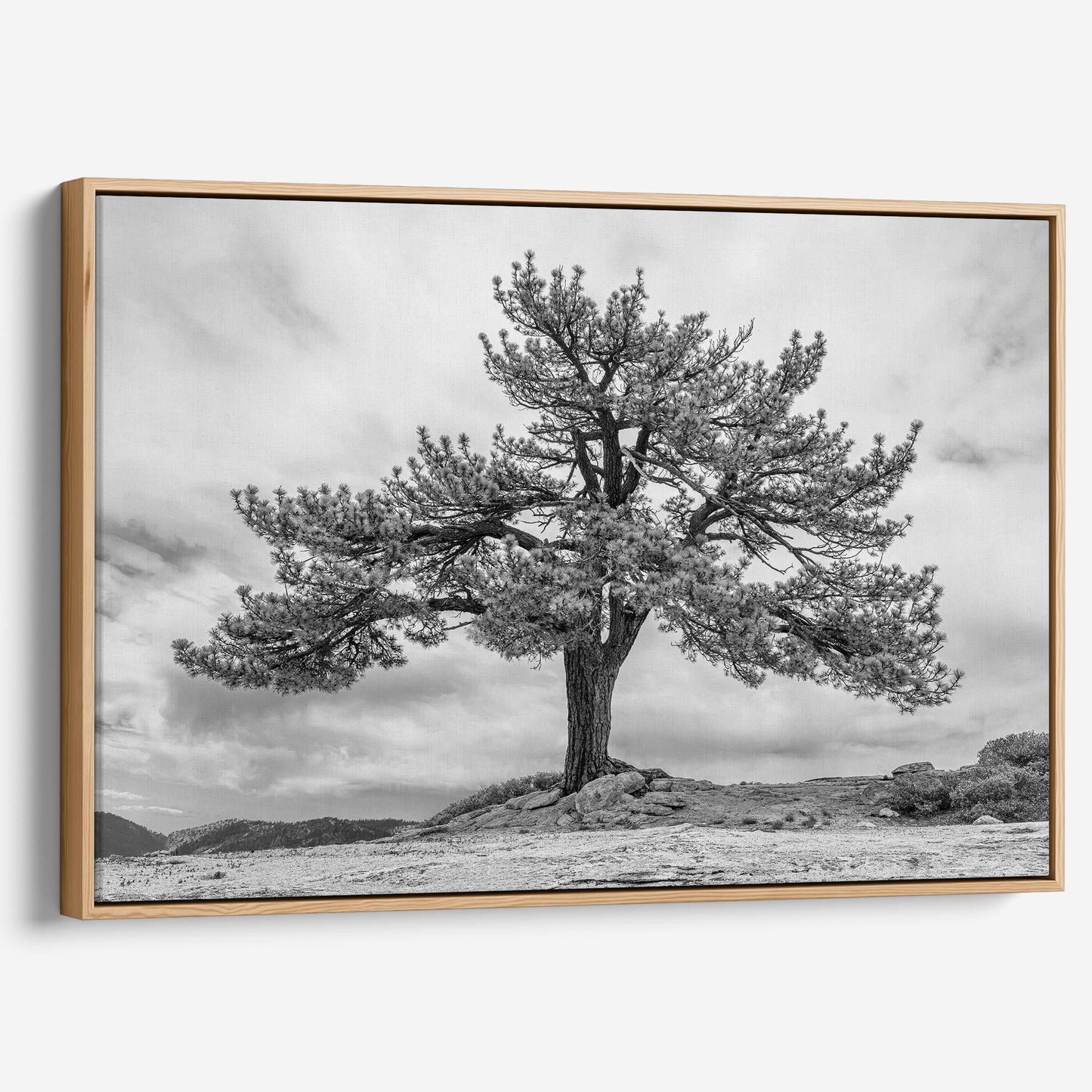 Grandfather Tree Canvas