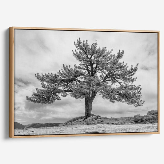 Grandfather Tree Canvas