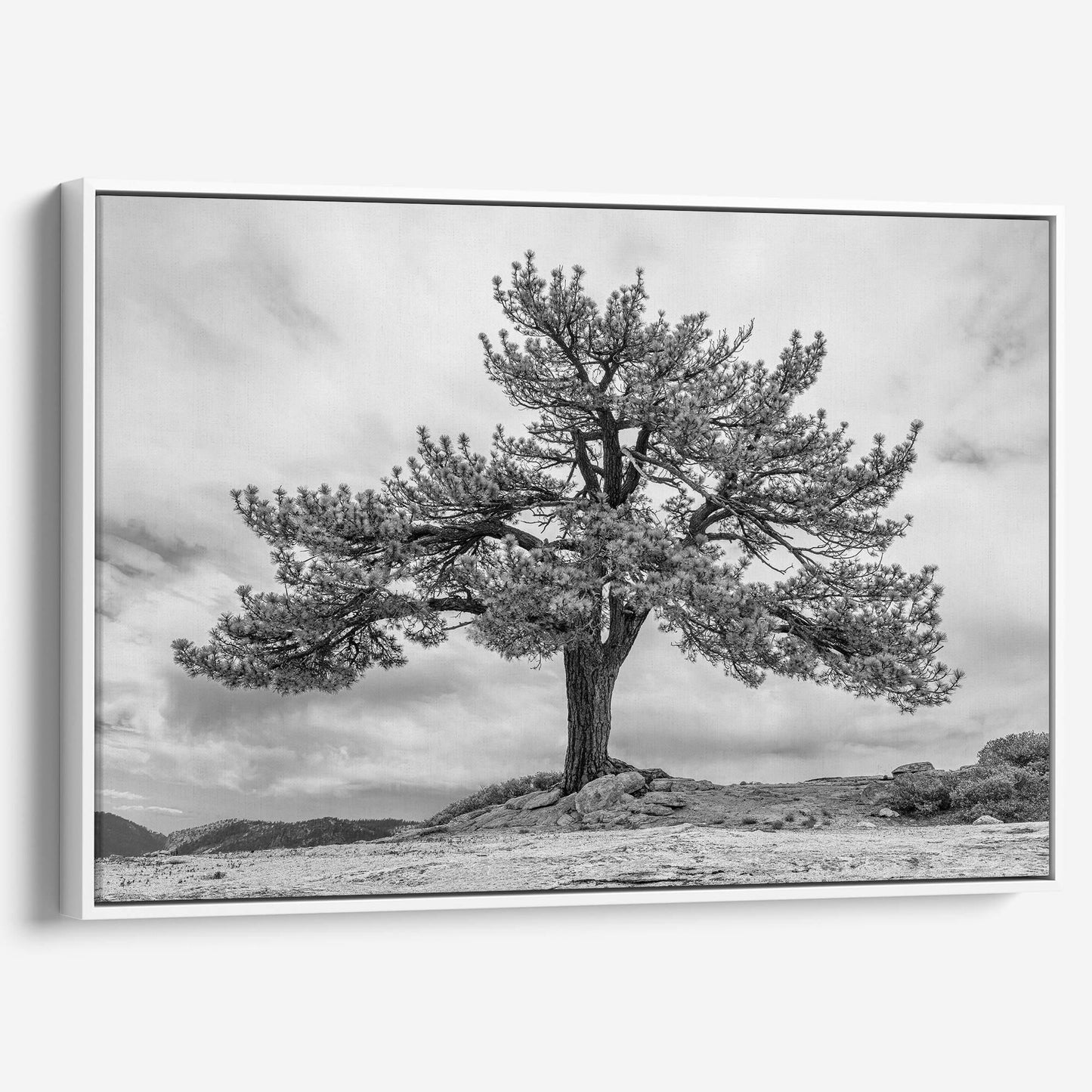 Grandfather Tree Canvas