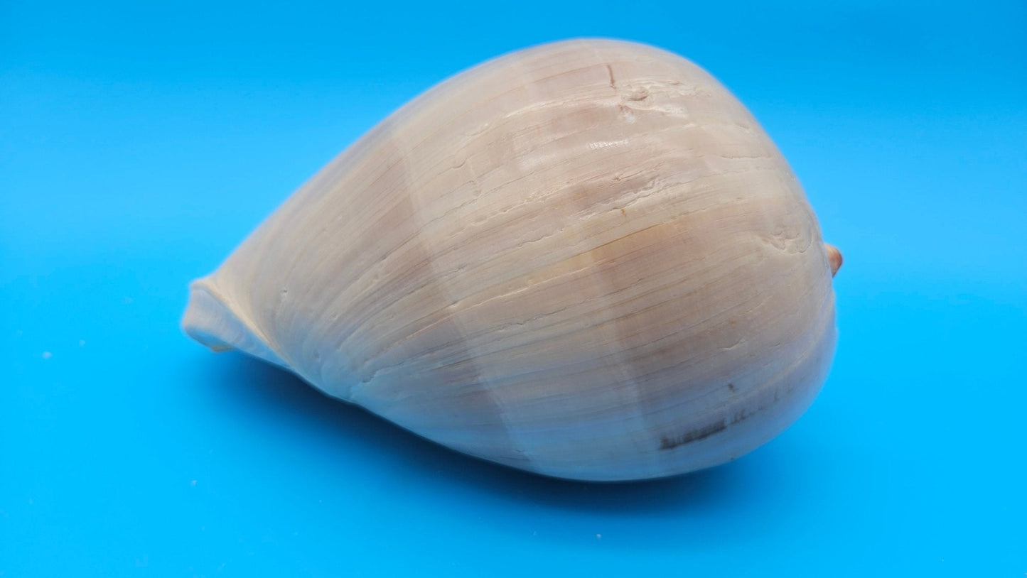 Polished Crown Melon Shell 8.75" Large Coastal Display with Smooth Gloss Finish