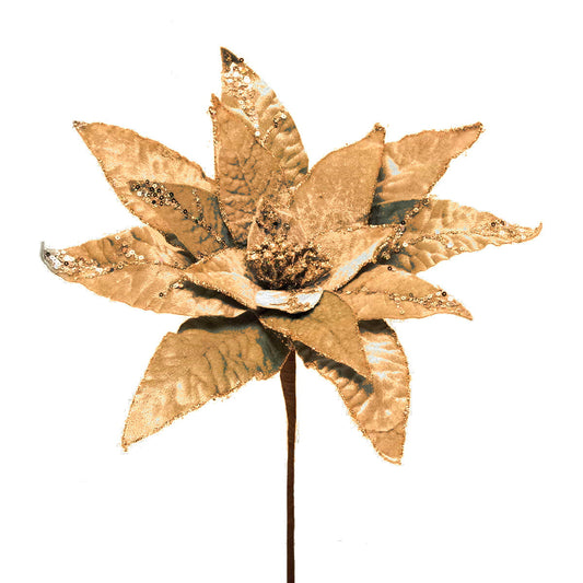 Heirloom Poinsettia Stem - Champagne
