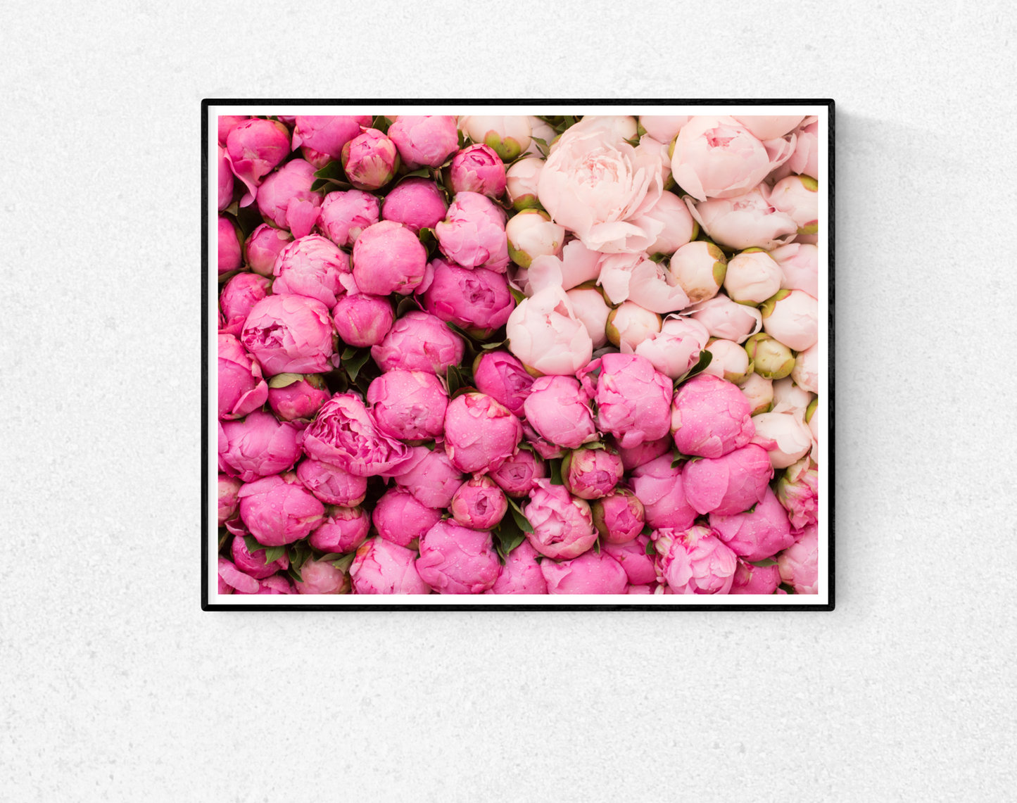 Peony Season in Paris