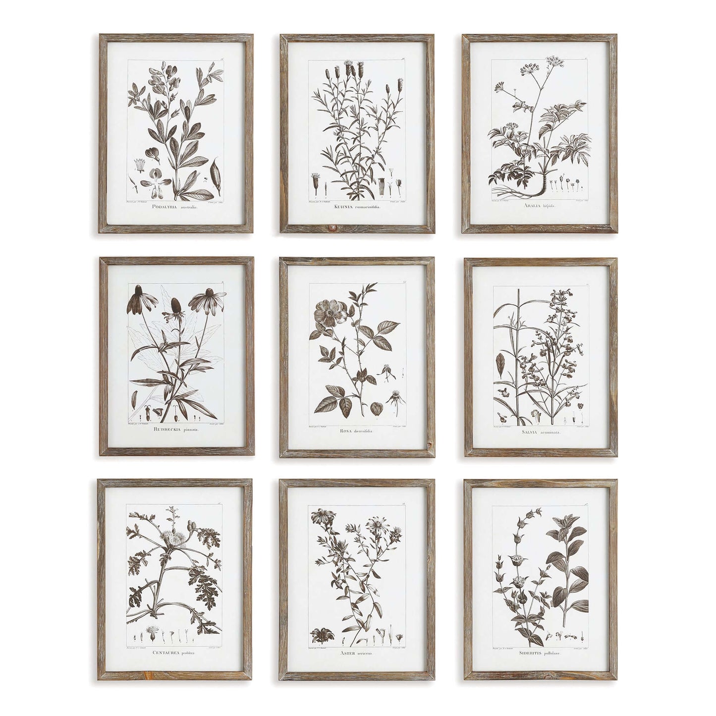 Rustic Botanical Sepia Wall Art Prints (Set of 9)