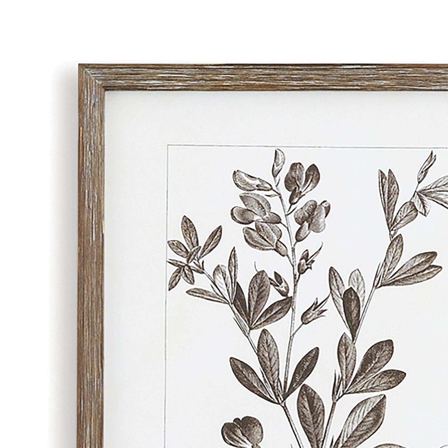 Rustic Botanical Sepia Wall Art Prints (Set of 9)