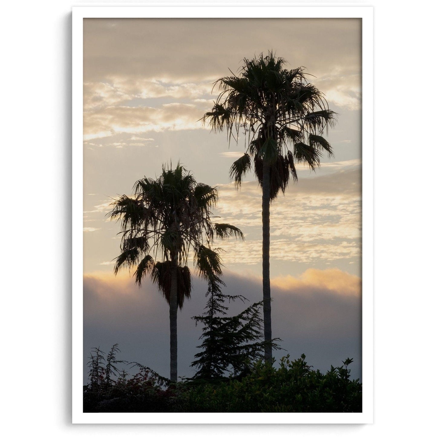 Dawn of the Palms