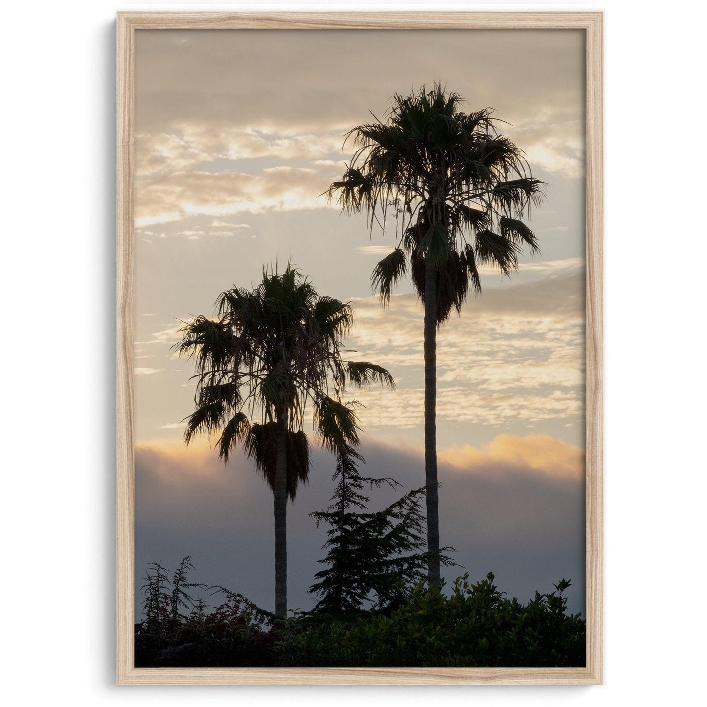 Dawn of the Palms