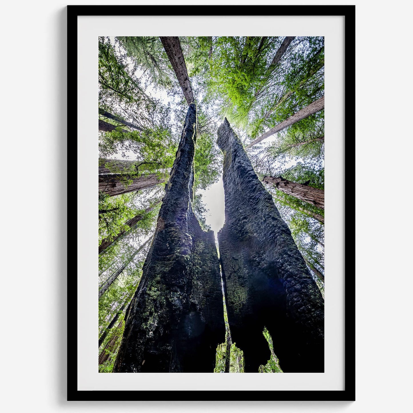 Majestic Canopy