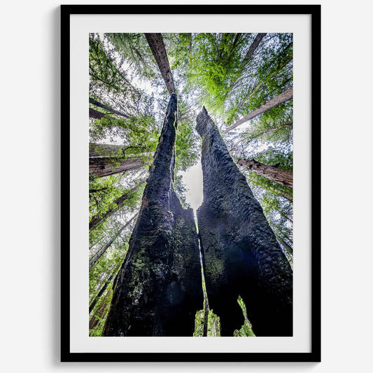 Majestic Canopy
