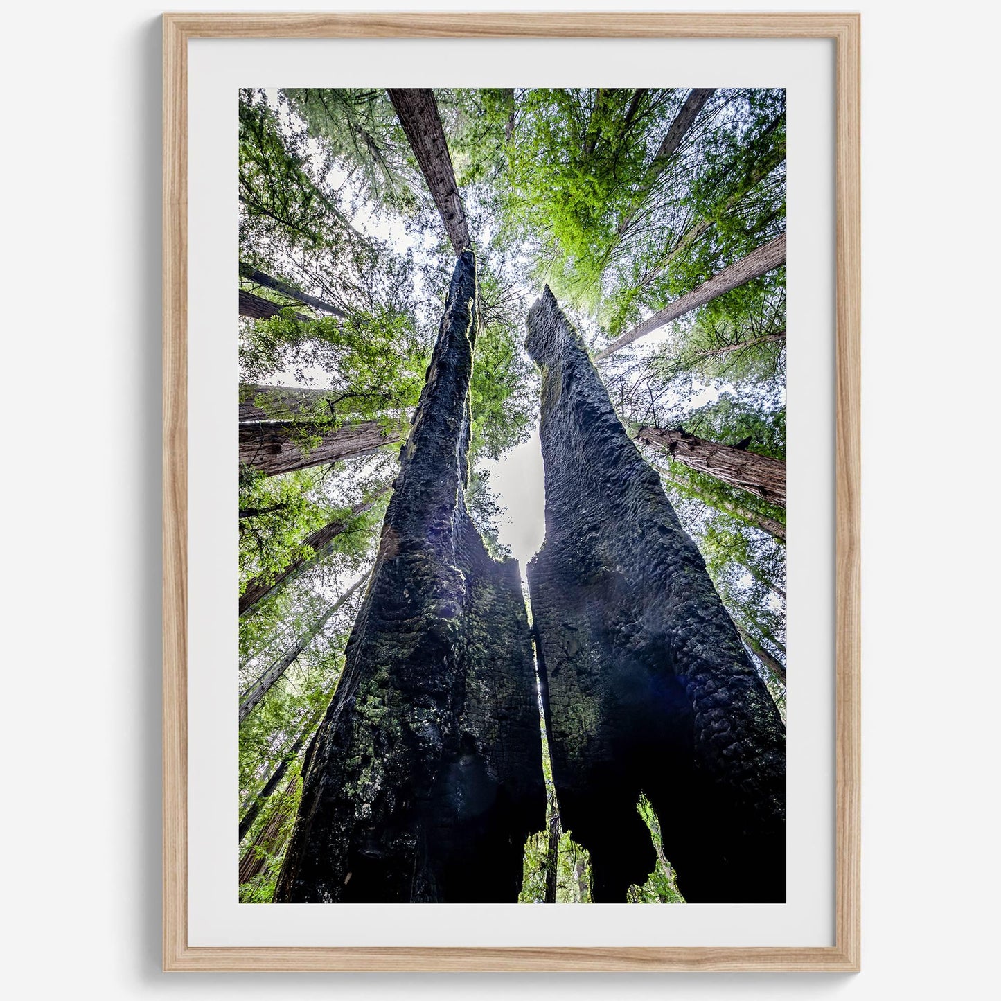 Majestic Canopy