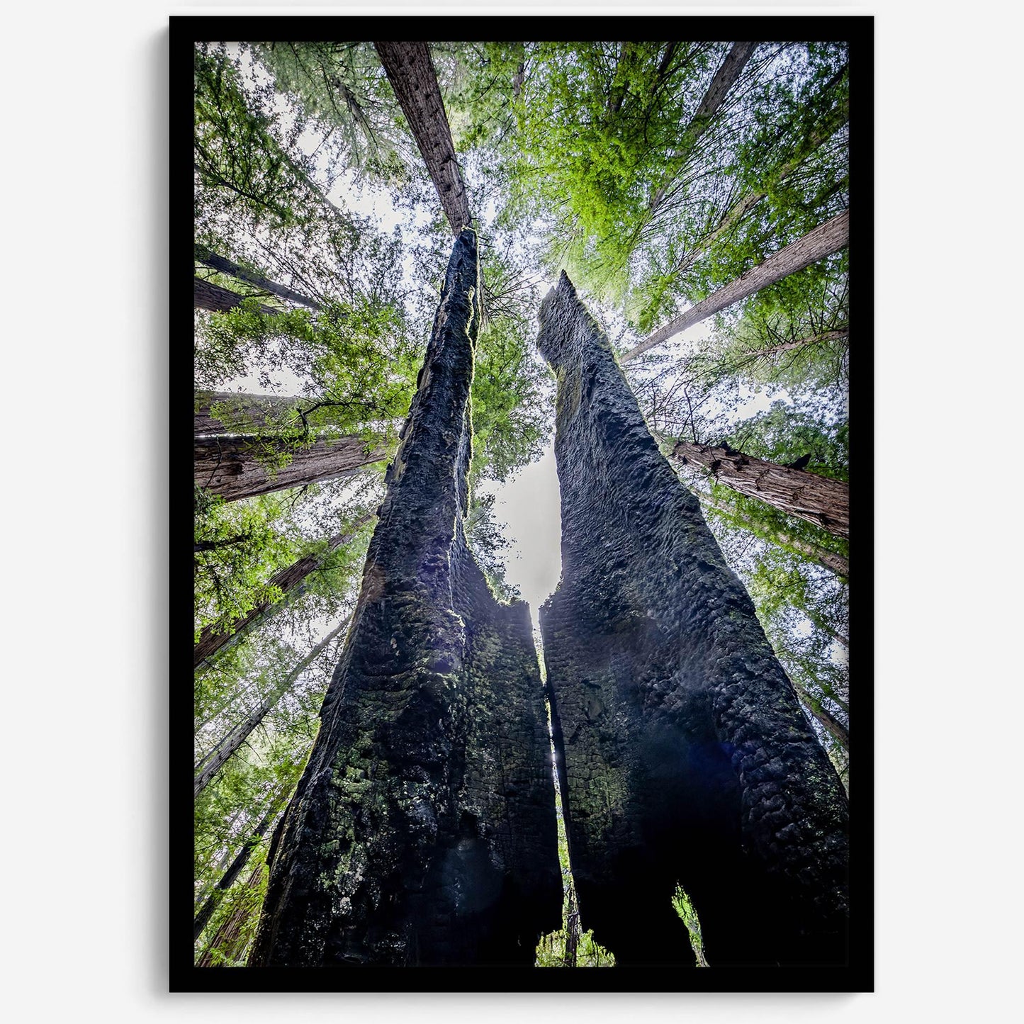 Majestic Canopy