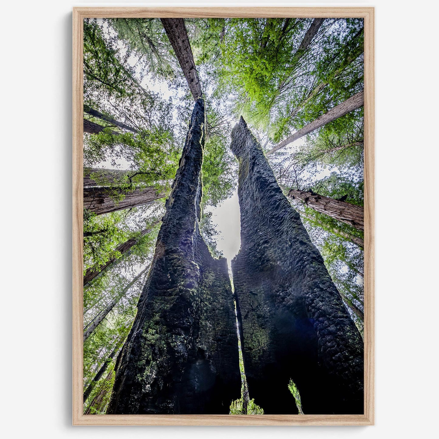 Majestic Canopy