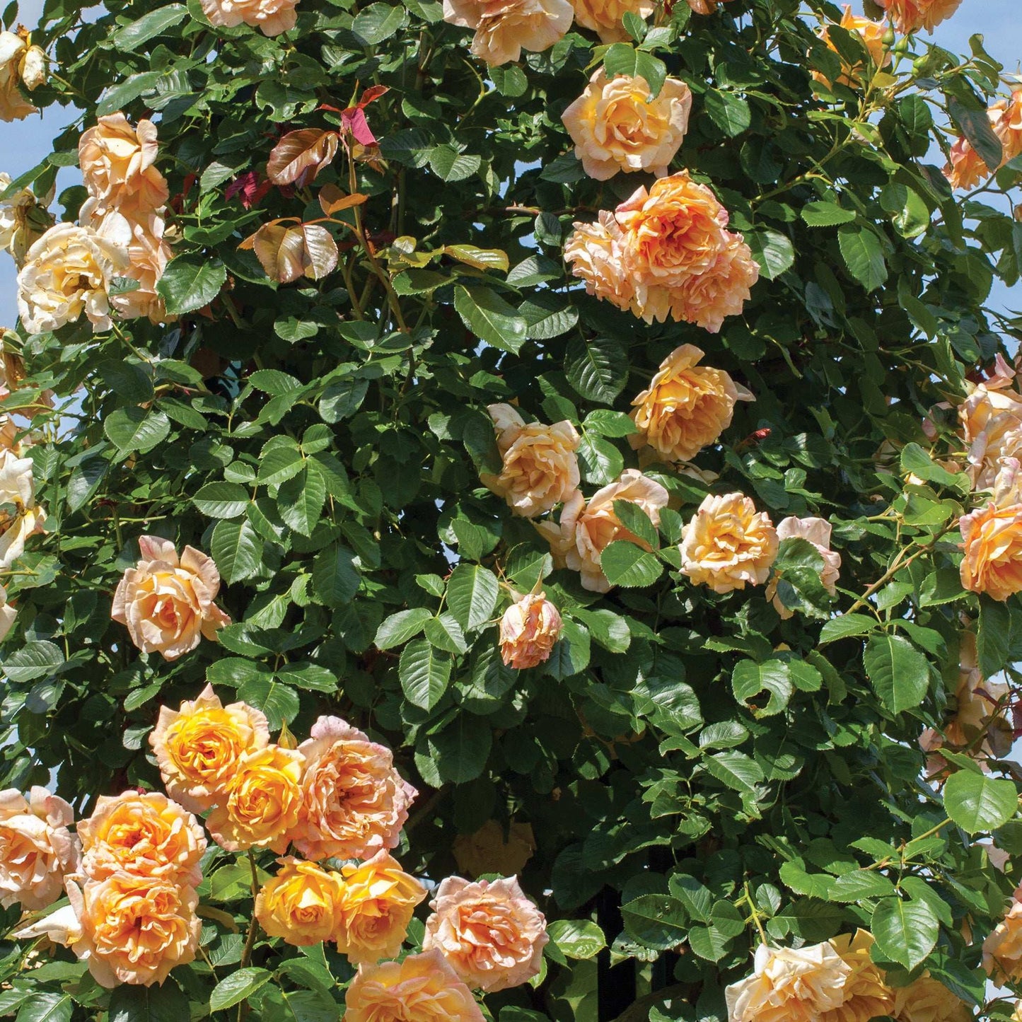 Garden Sun Yellow Climbing Rose 1.5 Gallon Pot