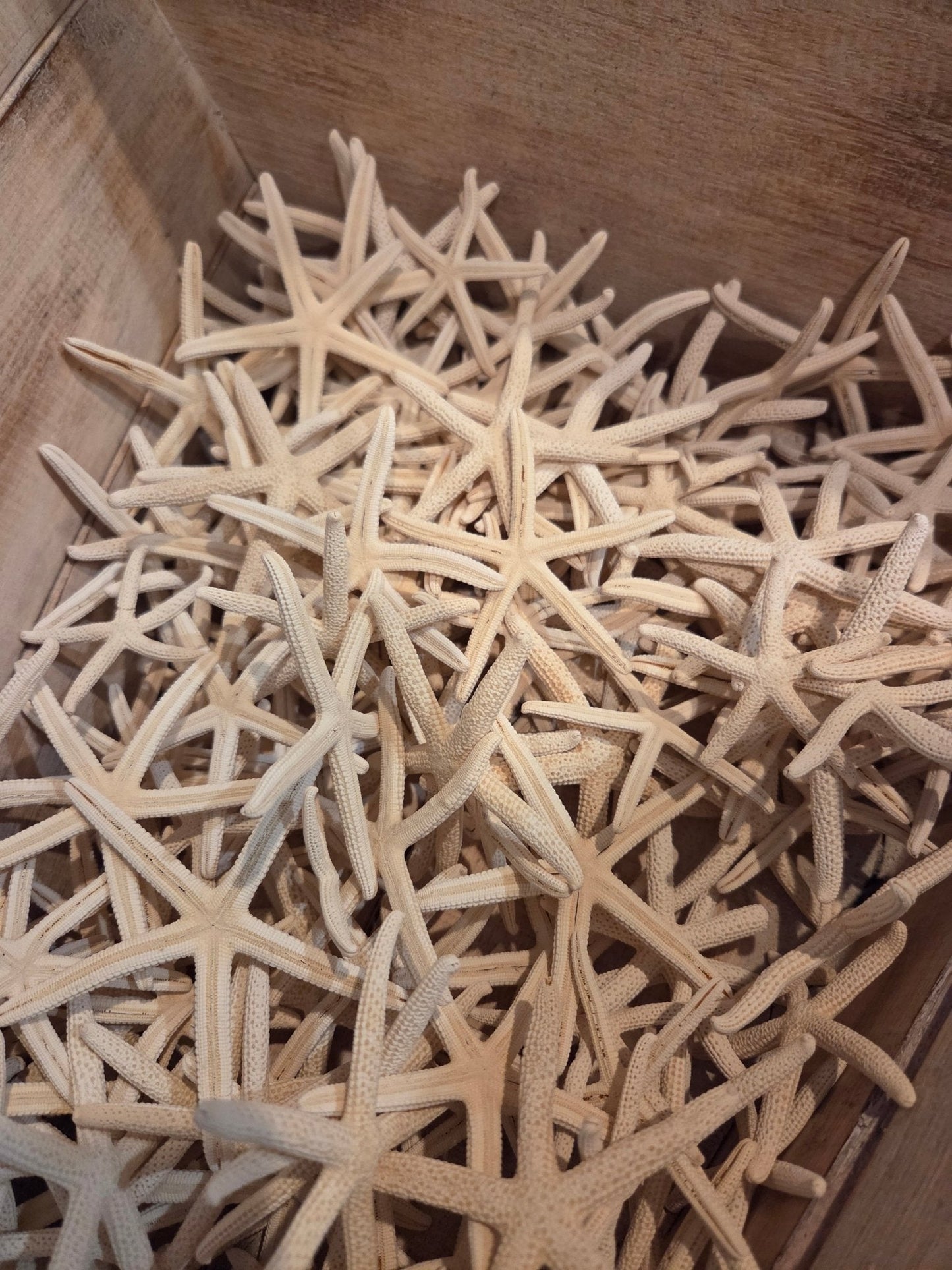 White Pencil Finger Starfish 6-8", 8-10"