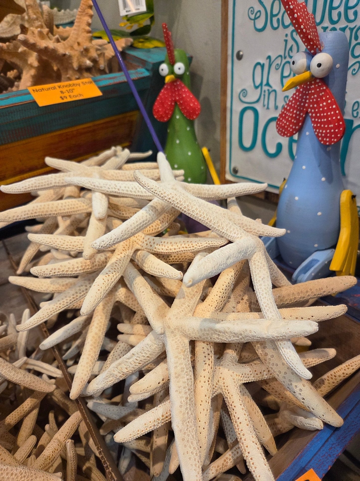 White Pencil Finger Starfish 6-8", 8-10"