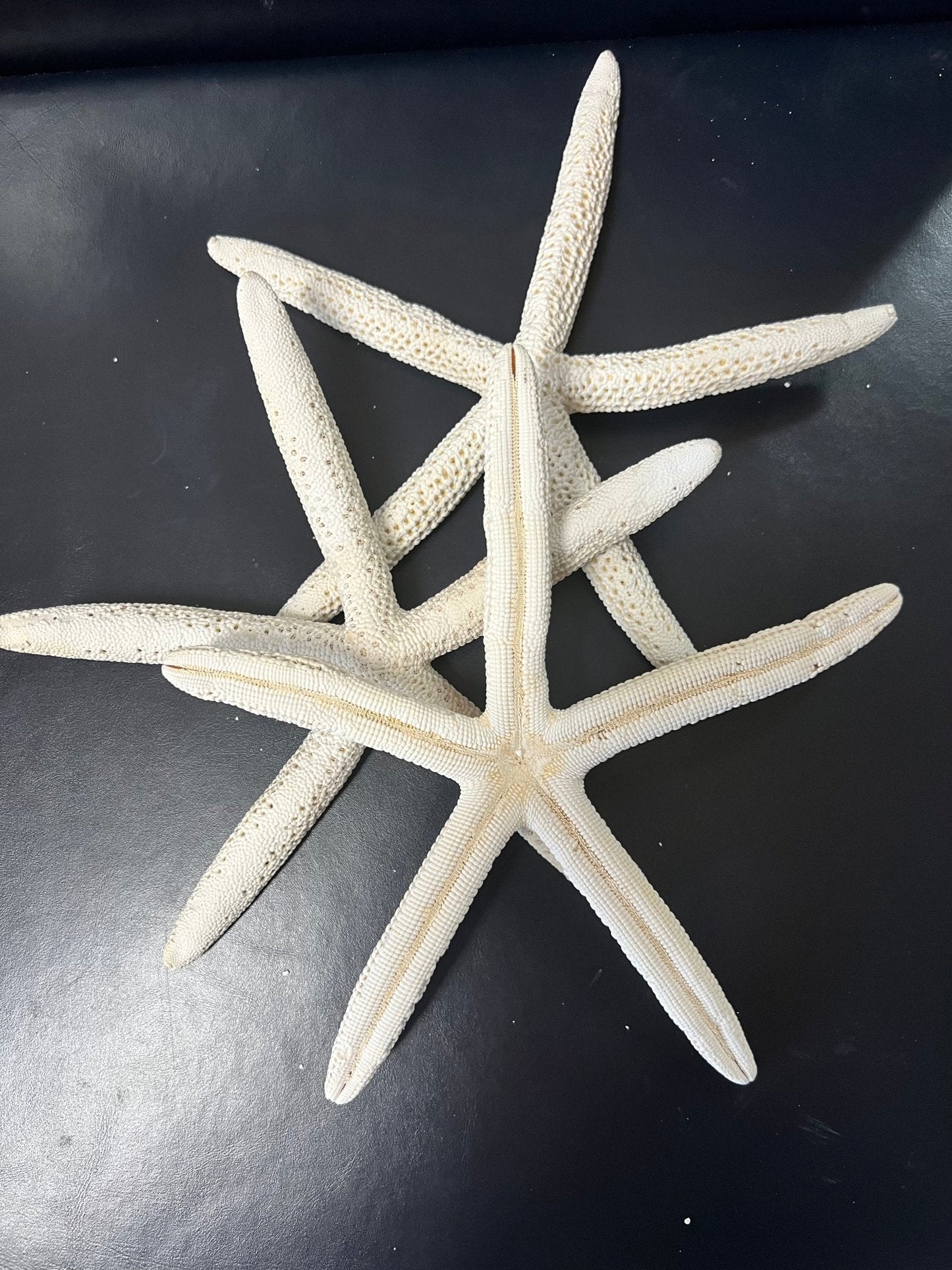 White Pencil Finger Starfish 6-8", 8-10"