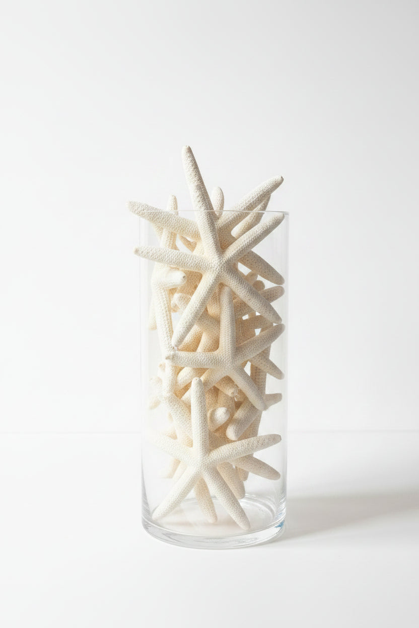 White Pencil Finger Starfish 6-8", 8-10"