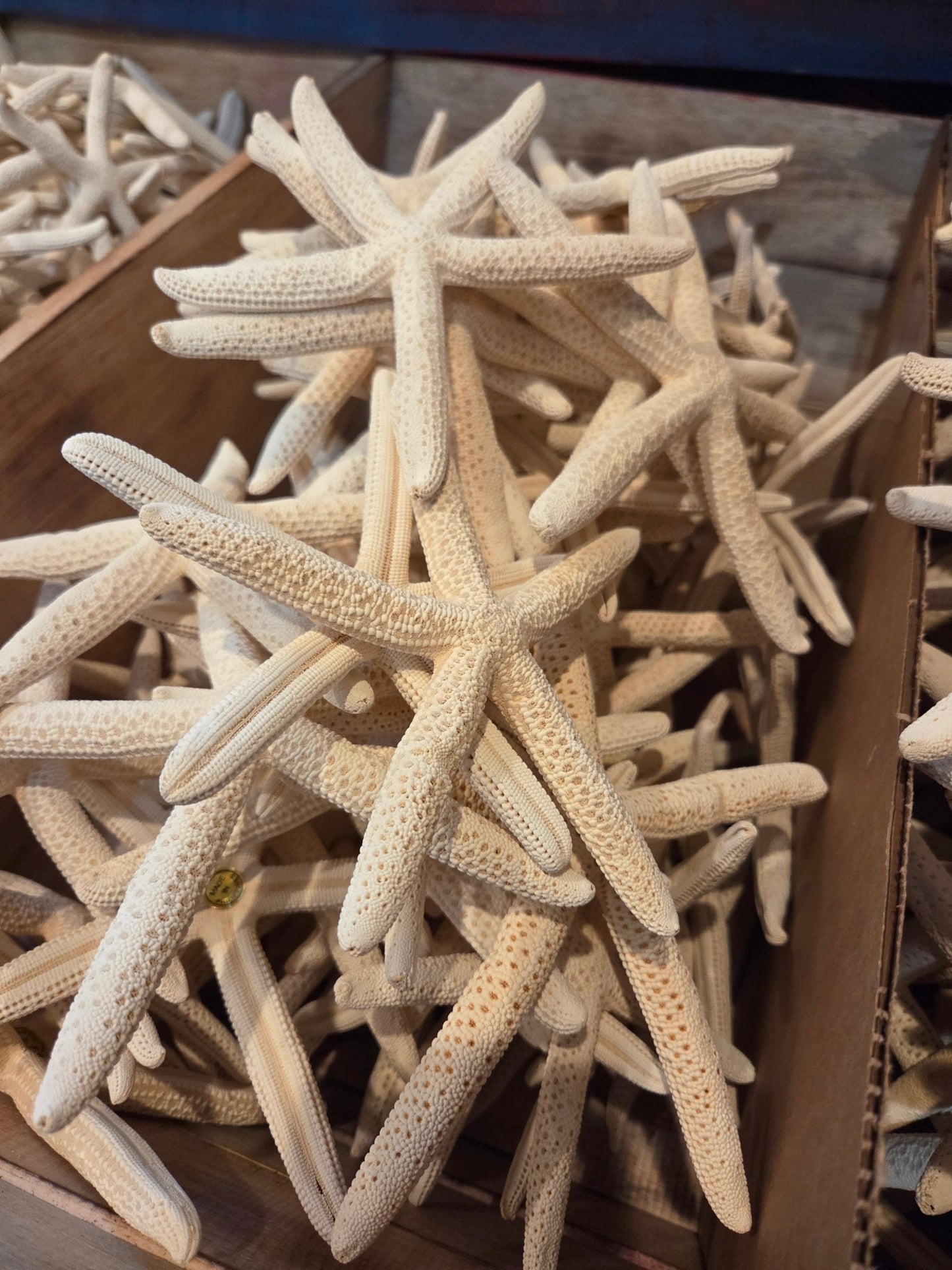 White Pencil Finger Starfish 6-8", 8-10"